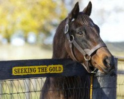 Deckhengst Seeking the Gold xx (Englisches Vollblut, 1985, von Mr. Prospector xx)