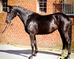 jumper Carmina 54 (Hanoverian, 2012, from Castus I)