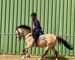 dressage horse Wolling's Diabolo (KWPN (Royal Dutch Sporthorse), 2009, from Lemonshill Royal Flight)