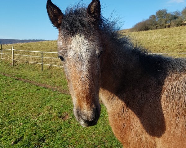 horse Asharion FD (Arab half breed / Partbred, 2017, from Al Ashar Ox)