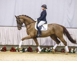 dressage horse Shaolin 12 (Westphalian, 2011, from Silbermond)