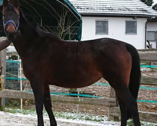 Zuchtstute Dancing Queen 145 (Hannoveraner, 2006, von Don Frederico)