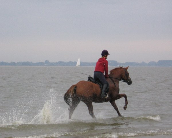 dressage horse Apoll 181 (Trakehner, 1998, from Abrek-17) dressage horse Apoll 181 (Trakehner, 1998, from Abrek-17)
