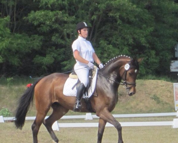 broodmare Frieda (Hessian Warmblood, 2005, from Freudenstern) broodmare Frieda (Hessian Warmblood, 2005, from Freudenstern)