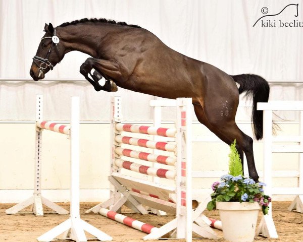 horse Skyfall PJ (Hanoverian, 2013, from Stakkato)