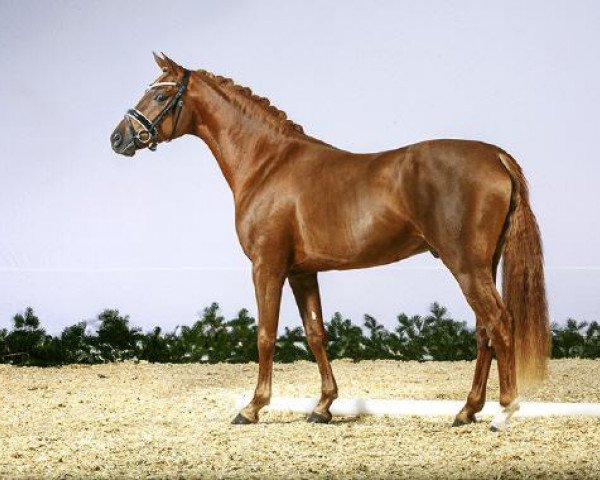 dressage horse Diplomat AT (German Riding Pony, 2012, from Dance Star AT NRW)