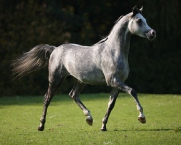 stallion ALTIS ox (Arabian purebred, 2006, from WH Justice ox)