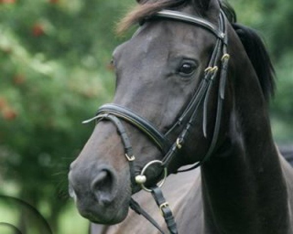 broodmare Renaissance (Rhinelander, 1996, from Ragazzo) broodmare Renaissance (Rhinelander, 1996, from Ragazzo)