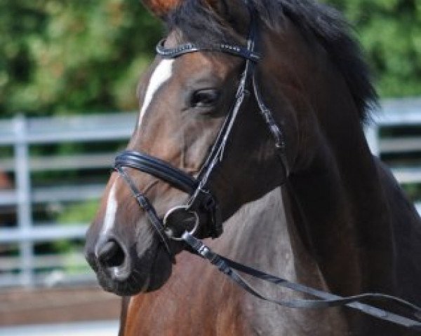 broodmare Calinka (Hanoverian, 2003, from Contendro I)