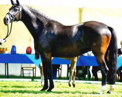 broodmare Amarena (Oldenburg, 1997, from Silvio I)