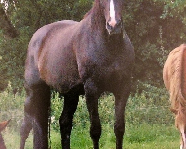 broodmare Pauline (Westphalian, 1995, from Paulaner)
