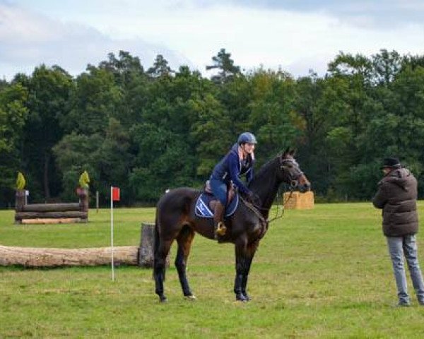 jumper Villimey Til Og Fra (Hanoverian, 2008, from Vesuv 35)