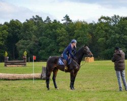 jumper Villimey Til Og Fra (Hanoverian, 2008, from Vesuv 35)
