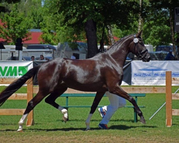 broodmare Tamina W (Bavarian, 2014, from Dante Weltino Old)