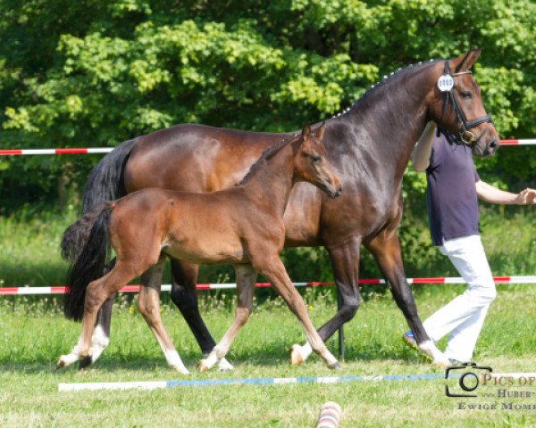 broodmare Thanias Fidertraum (Oldenburg, 2007, from Fidertanz)