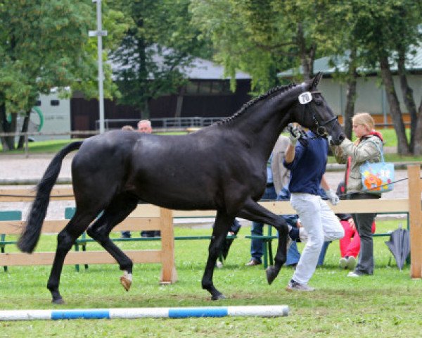 broodmare Waldessa (Bavarian, 2006, from San Romantiko)