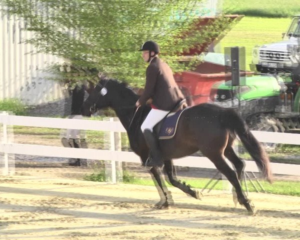 Reitturnier Leutkirch-Diepoldshofen 2018