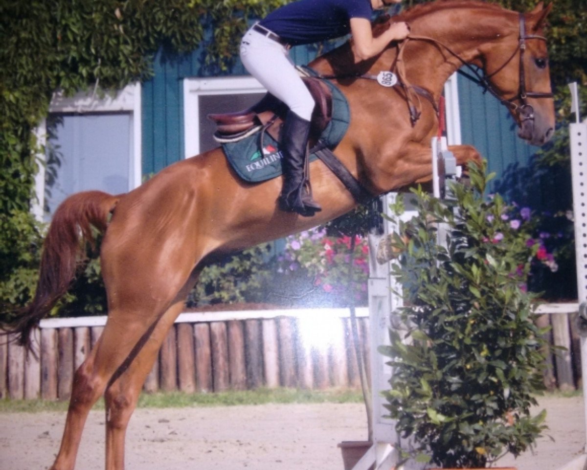 jumper Forkenbeck (Westphalian, 2010, from Fleury)