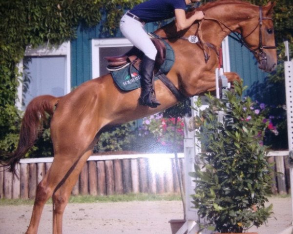 jumper Forkenbeck (Westphalian, 2010, from Fleury)