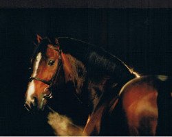stallion Damiro (KWPN (Royal Dutch Sporthorse), 1985, from Ramiro Z)