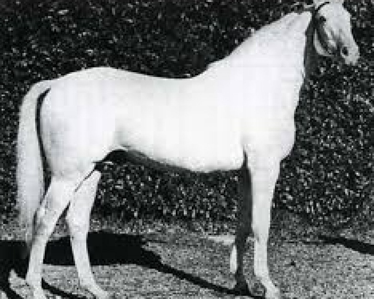 Deckhengst Dionysos II AA (Anglo-Araber, 1956, von Samaritain xx)