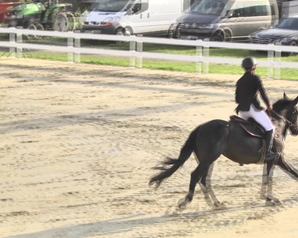 Reitturnier Leutkirch-Diepoldshofen 2018