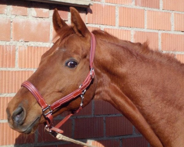 horse Graf Andrang xx (Thoroughbred, 1997, from Andrang xx)