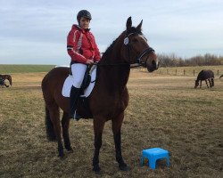 horse Betty 180 (Polish Warmblood, 2000)