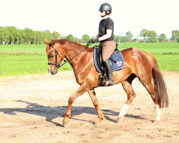 broodmare Donna Littchen 8 (Hanoverian, 2011, from Dornenkönig)