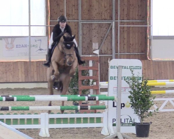 broodmare Louisiana K (Westphalian, 2012, from Los Angeles)