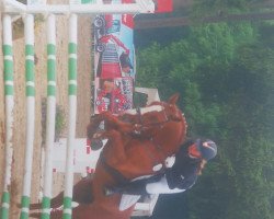 jumper Paragon MHH (Westphalian, 2009, from Peking)