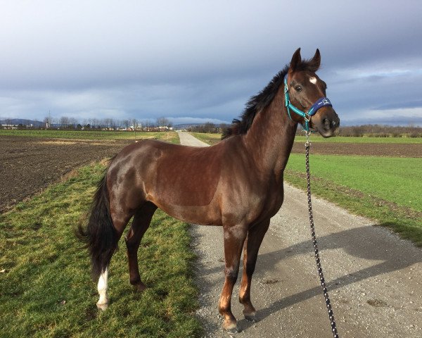 Pferd Primadonna-B (Österreichisches Warmblut,  , von Der Designer)