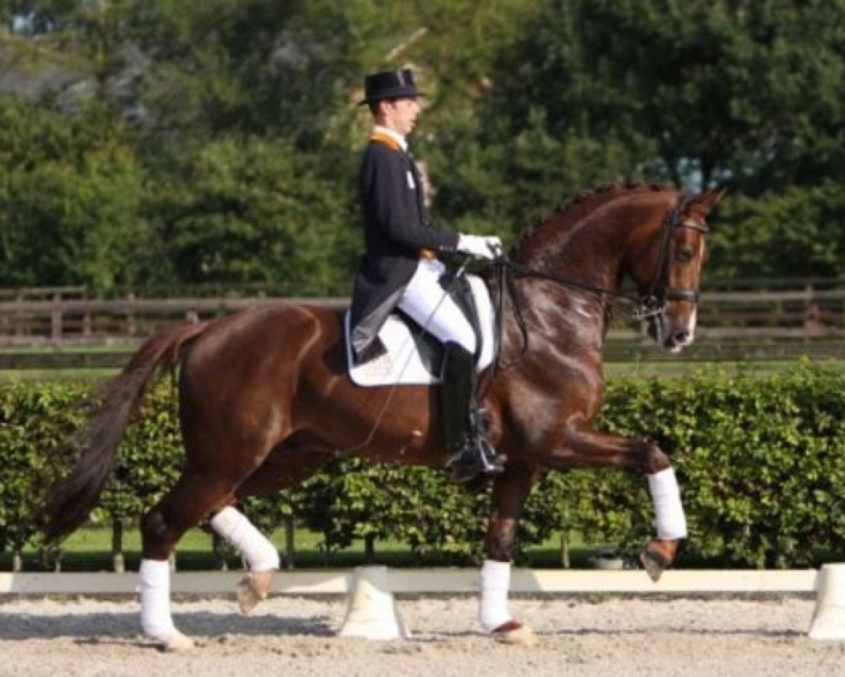 stallion Glock´s Tango (KWPN (Royal Dutch Sporthorse), 2000, from Jazz)