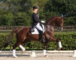 Deckhengst Glock´s Tango (KWPN (Niederländisches Warmblut), 2000, von Jazz)