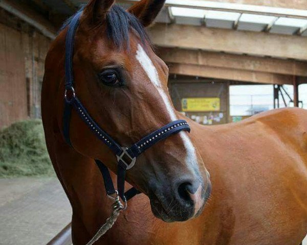 dressage horse Samira 386 (Hanoverian, 2009, from Sir Shutterfly)