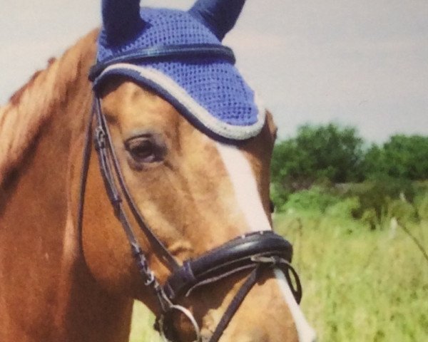 horse Robin Hood 225 (Hanoverian, 1997, from Raphael)