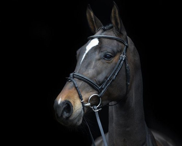 jumper Comtess 184 (Westphalian, 2006, from Contendro I)