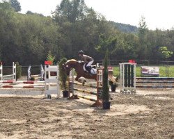 jumper Die kleine Niki (German Riding Pony, 2006, from Douglas)