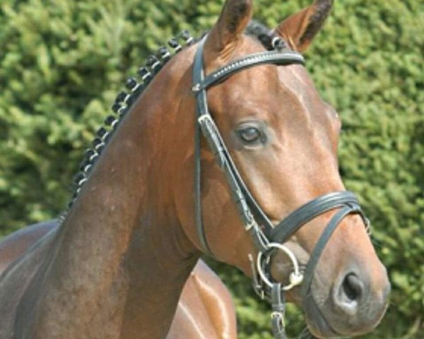 horse No Name 49 (Trakehner, 2005, from Interconti)