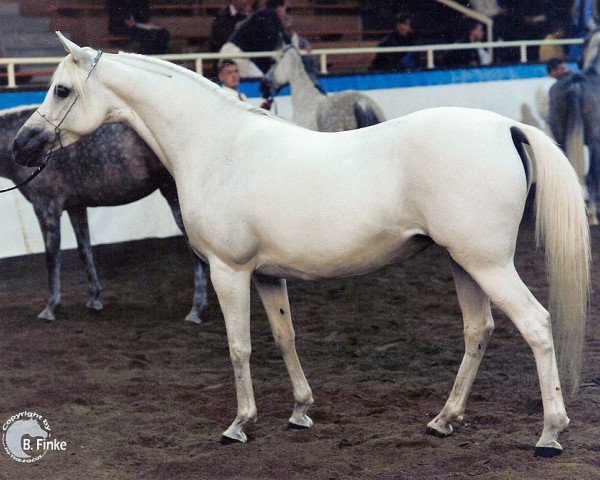 broodmare Imperia ox (Arabian purebred, 1989, from Shagar ox)