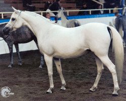 broodmare Imperia ox (Arabian purebred, 1989, from Shagar ox)