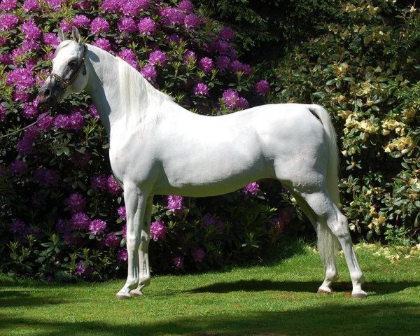 stallion Madkours Impuls ox (Arabian purebred, 1997, from Madkour I ox)