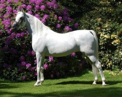 stallion Madkours Impuls ox (Arabian purebred, 1997, from Madkour I ox)
