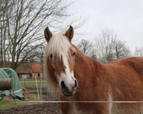 jumper Mandy/Molly (Haflinger, 1998, from Homer)