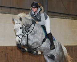 jumper Canzone (Zangersheide riding horse, 2010, from Clinton H)