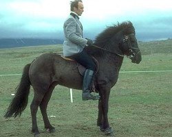 Deckhengst Fáfnir frá Fagranesi (Islandpferd, 1974, von Hrafn frá Holtsmúla)