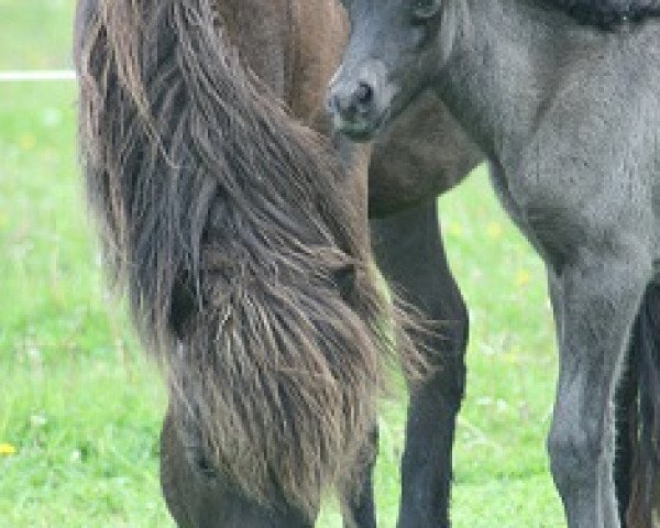 broodmare Mysla fra Malle (Iceland Horse, 2004, from Ljomi fra Björk)