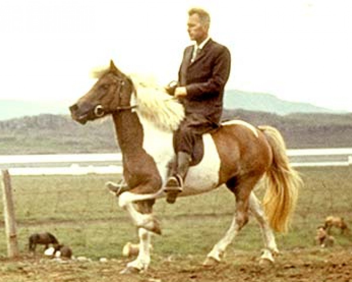 broodmare Freyja frá Hofsstöðum (Iceland Horse, 1959, from Glófaxi frá Hofsstöðum)