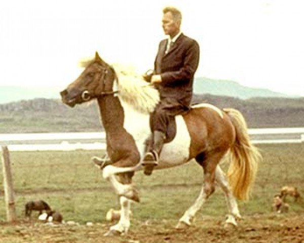 Zuchtstute Freyja frá Hofsstöðum (Islandpferd, 1959, von Glófaxi frá Hofsstöðum) Zuchtstute Freyja frá Hofsstöðum (Islandpferd, 1959, von Glófaxi frá Hofsstöðum)