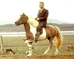 broodmare Freyja frá Hofsstöðum (Iceland Horse, 1959, from Glófaxi frá Hofsstöðum)